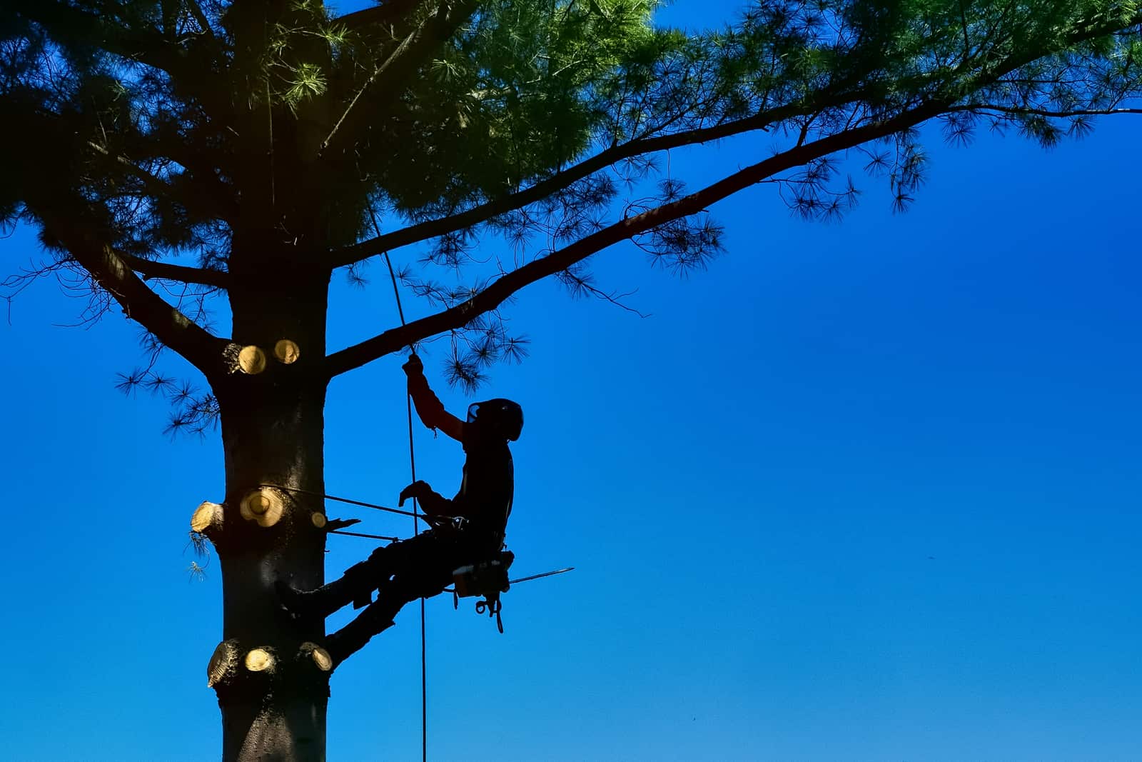 Storm damage cleanup in Cayce SC