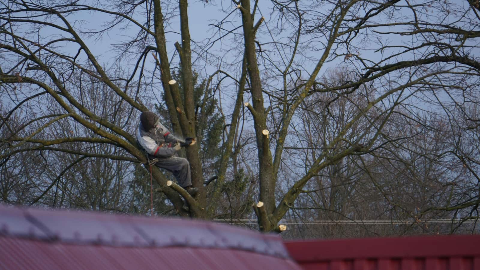 Tree pruning and trimming
